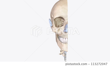 Cartilage is an important structural component of the body. It is a firm tissue but is softer and much more flexible than bone 113272047