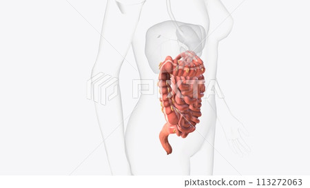 Lower gastrointestinal tract 3d medical 113272063