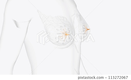 The lactiferous ducts are arranged radially in the nipple 113272067