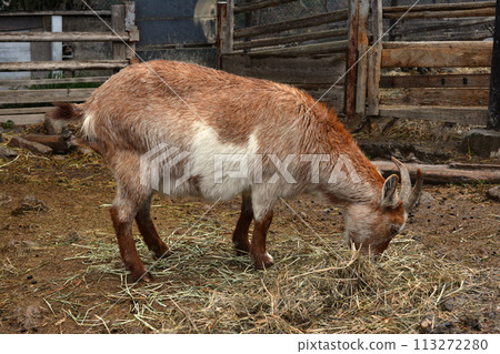 Zoo goat 113272280