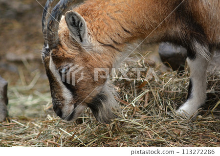 Zoo goat Zoo goat 113272286