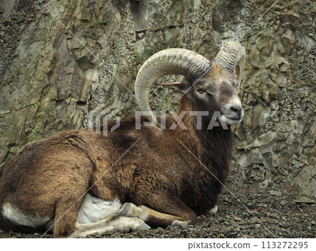 Zoo mouflon 113272295