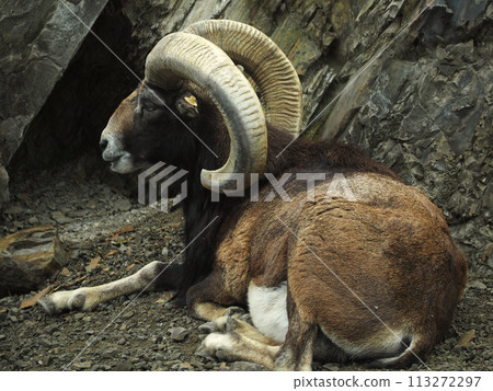Zoo mouflon Zoo mouflon 113272297