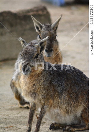 動物園馬拉 113272302