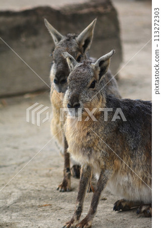 動物園馬拉 113272303