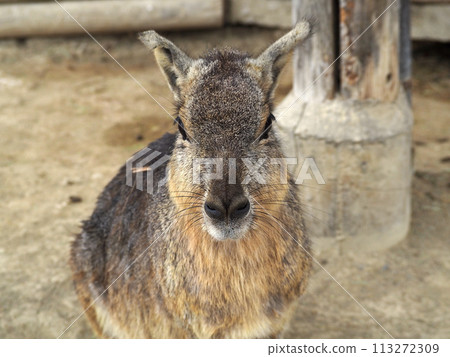 Zoo Mara Zoo Mara 113272309