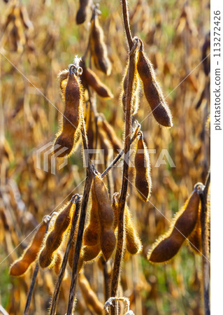 Soybeans pod macro. Harvest of soy beans - agriculture legumes plant. Soybean field - dry soyas pods Soybeans pod macro. Harvest of soy beans - agriculture legumes plant. Soybean field - dry soyas pods 113272426
