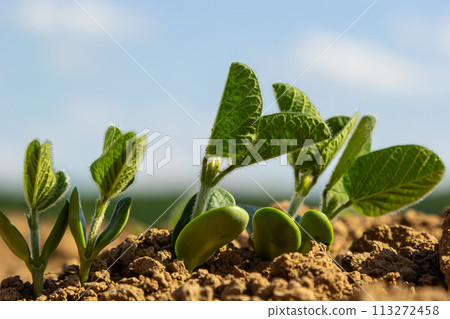 Spring soybean seedlings on a farm field 113272458
