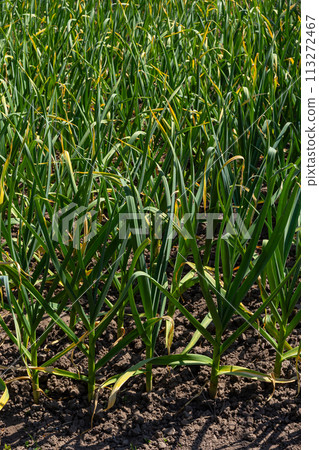 Green onions growing in the garden. spring vegetables. Organic food. Macro Green onions growing in the garden. spring vegetables. Organic food. Macro 113272467
