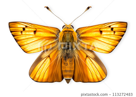 Beautiful Essex Skipper butterfly isolated on a white background with clipping path Beautiful Essex Skipper butterfly isolated on a white background with clipping path 113272483