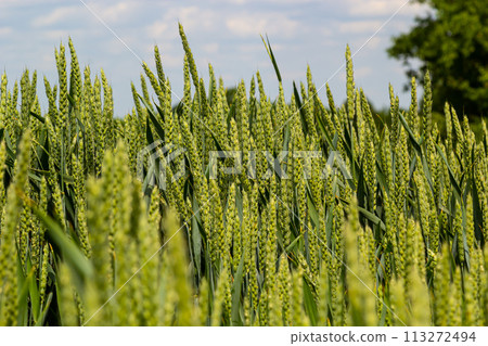 Macro close up of fresh young ears of young green wheat in spring summer field. Free space for text. Agriculture scene Macro close up of fresh young ears of young green wheat in spring summer field. Free space for text. Agriculture scene 113272494