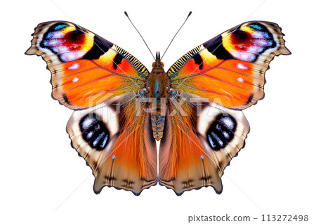 Beautiful Peacock butterfly isolated on a white background with clipping path 113272498
