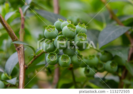 Green blueberries, Vaccinium corymbosum, ripening fruit on a blueberry bush, close-up view Green blueberries, Vaccinium corymbosum, ripening fruit on a blueberry bush, close-up view 113272505