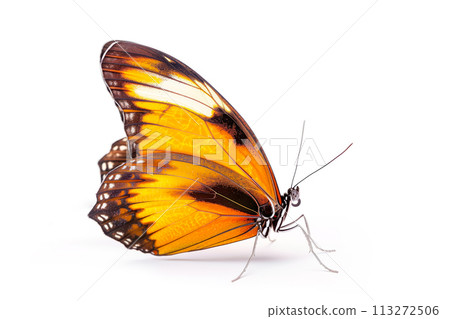 Beautiful Kaiser-i-Hind butterfly isolated on a white background. Side view 113272506
