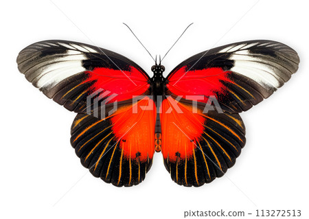 Beautiful Red Postman butterfly isolated on a white background with clipping path 113272513