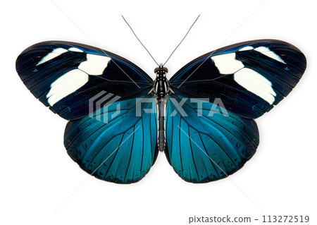 Beautiful Blue Doris Longwing butterfly isolated on a white background with clipping path 113272519