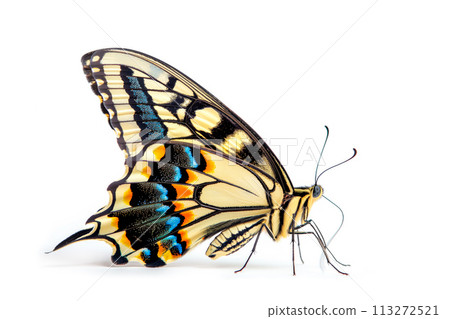Beautiful Swallowtail butterfly isolated on a white background. Side view 113272521