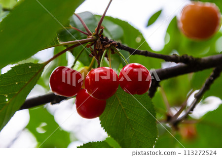 Branch of ripe red cherries on a tree in a garden Branch of ripe red cherries on a tree in a garden 113272524
