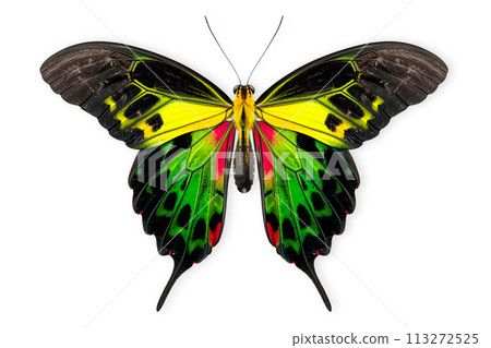 Beautiful Queen Alexandra's birdwing butterfly isolated on a white background with clipping path 113272525