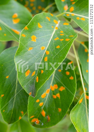 Pear leaves with pear rust infestation 113272532