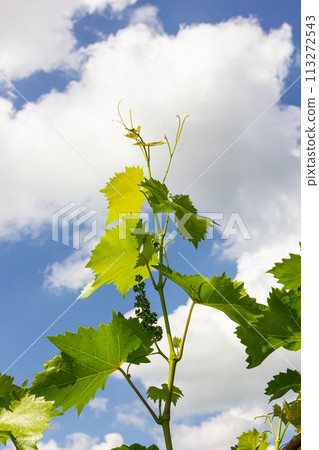 Young green tender leaves of grapes on a background of blue sky in spring 113272543