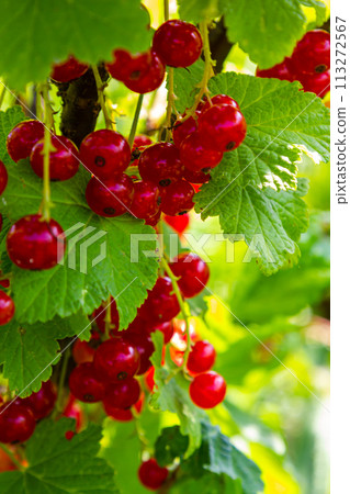 Red currant berries grow in sunny garden. Red currants plantation in summer field. Red currant berries in sunny garden Red currant berries grow in sunny garden. Red currants plantation in summer field. Red currant berries in sunny garden 113272567
