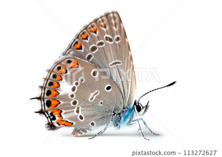 Beautiful Colorado Hairstreak butterfly isolated on a white background. Side view 113272627