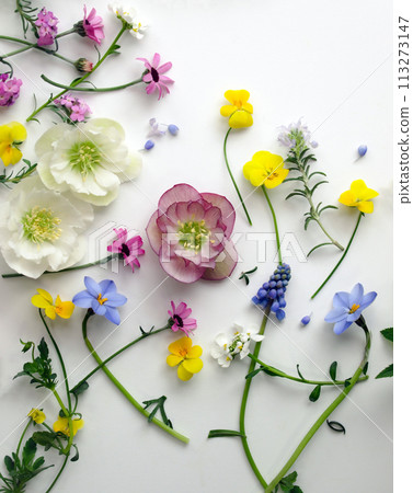 Spring flower petals, background of spring flower petals on white background, botanical frame of Christmas rose and spring flowers Spring flower petals, background of spring flower petals on white background, botanical frame of Christmas rose and spring flowers 113273147