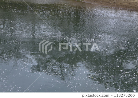 Cherry blossoms on the surface of the water 113273200