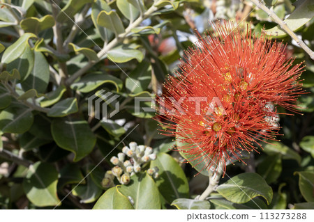 Vibrant Pohutukawa Tree Blooms in Cyprus 113273288