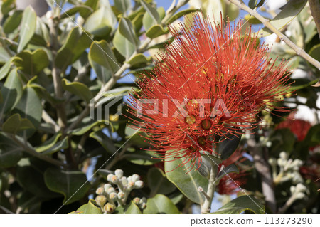 Vibrant Pohutukawa Tree Blooms in Cyprus 113273290