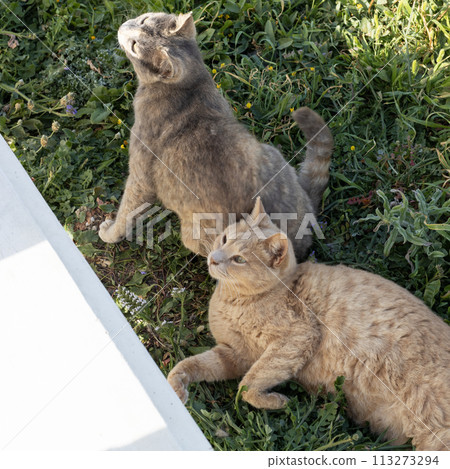 Ginger Cat Lounging in the Grass. Cat relaxes in the green grass, with another cat grooming in the background. 113273294