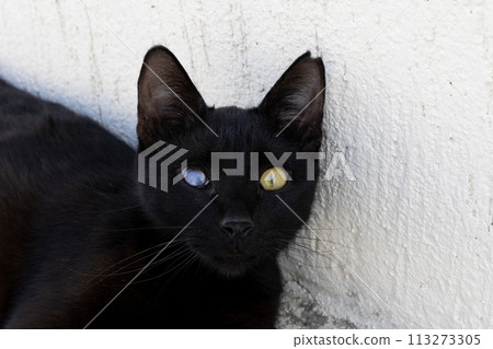 Black Cat with Heterochromia Or a sick, damaged eye/ Black Cat with Heterochromia Or a sick, damaged eye/ 113273305