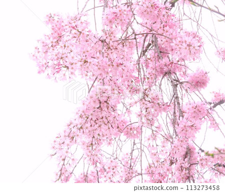 粉紅色的垂枝櫻花 113273458