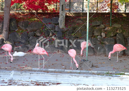 小諸市立動物園《紅鶴》《長野縣》 小諸市立動物園《紅鶴》《長野縣》 113273525