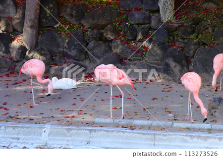 小諸市立動物園《紅鶴》《長野縣》 小諸市立動物園《紅鶴》《長野縣》 113273526