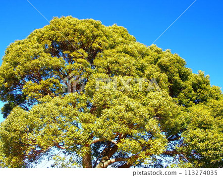 Camphor tree and blue sky in winter Camphor tree and blue sky in winter 113274035