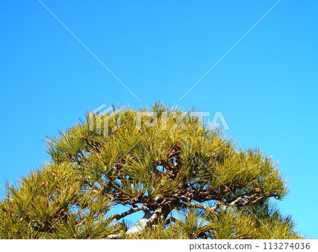 Winter pine trees and blue sky Winter pine trees and blue sky 113274036