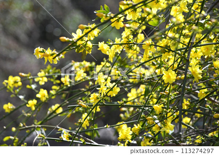 Great Plumeria (yellow plum pseudo) 113274297
