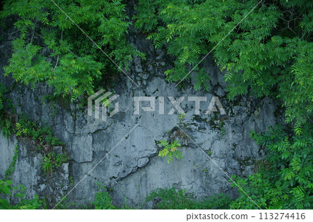 New green landscape New green landscape 113274416