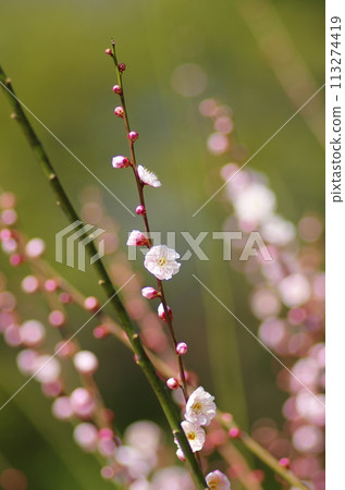 梅花 梅花 113274419