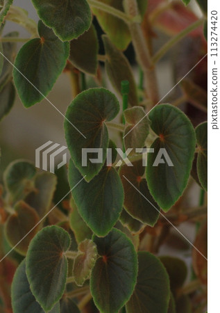 植物葉子 113274420