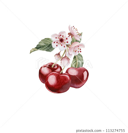 Cherry berries with flowers and leaves, watercolor isolated illustration. Composition with spring blossom for table textile, porcelain tableware and delicious prints. Berry fruits for summer fabrics, Cherry berries with flowers and leaves, watercolor isolated illustration. Composition with spring blossom for table textile, porcelain tableware and delicious prints. Berry fruits for summer fabrics, 113274755