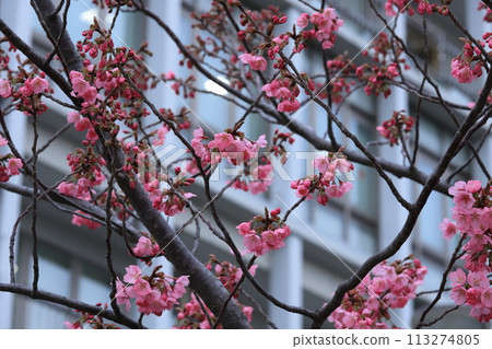 Yokohama cherry blossoms in bloom 113274805