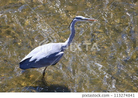 Gray heron looking for food at the waterside Gray heron looking for food at the waterside 113274841