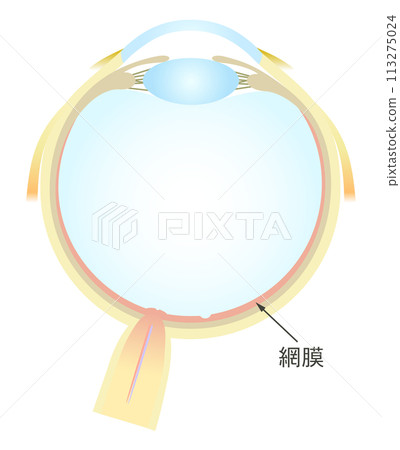 Horizontal section of the eye Retina 113275024
