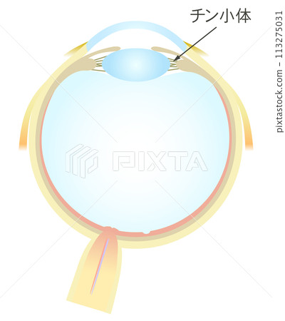 Horizontal section of the eye Zinn corpuscle Horizontal section of the eye Zinn corpuscle 113275031