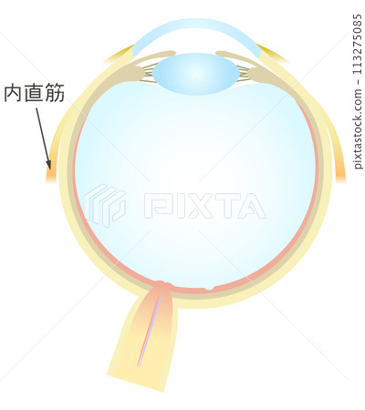 Horizontal section of the eye Medial rectus muscle 113275085