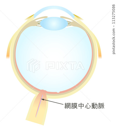 Horizontal section of the eye Central retinal artery 113275086