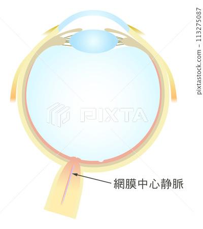 Horizontal section of the eye Central retinal vein 113275087